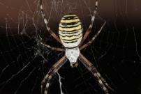 L'Argiope frelon ou Argiope fascie. Une femelle (Araneae - Araneidae - Argiope bruennichi)